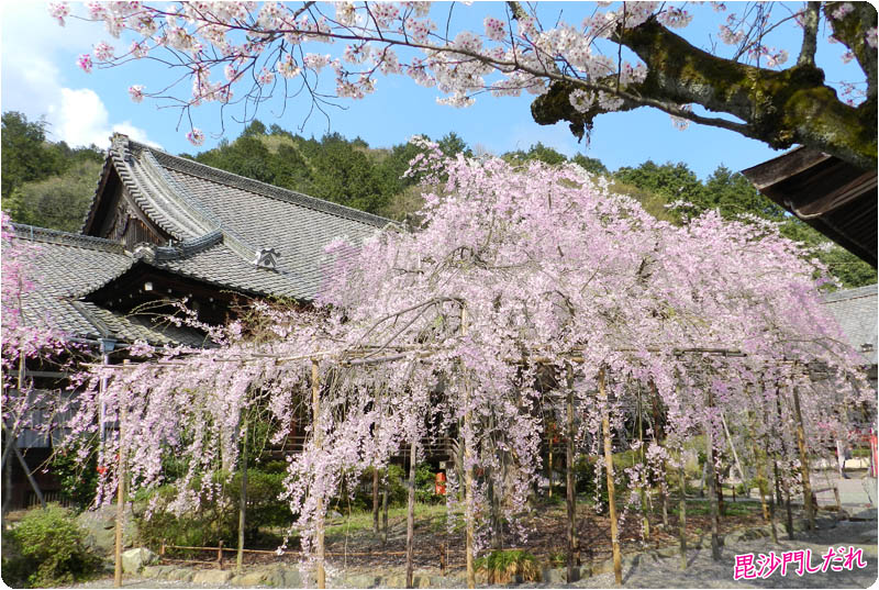 毘沙門堂桜80-1