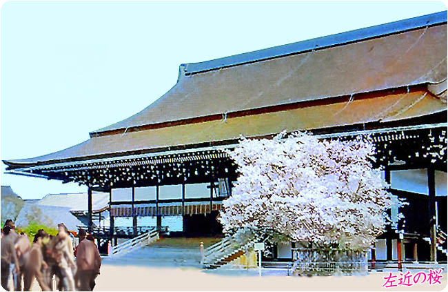 京都の桜御所10