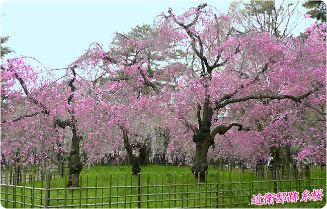 京都御苑桜2