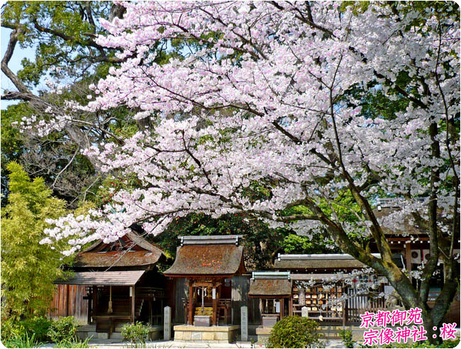 京都の桜御所6