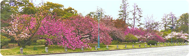 京都の桜御所63-3