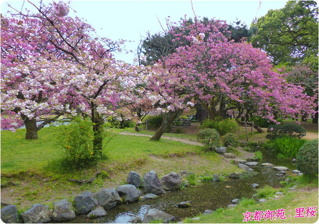 京都の桜御所8
