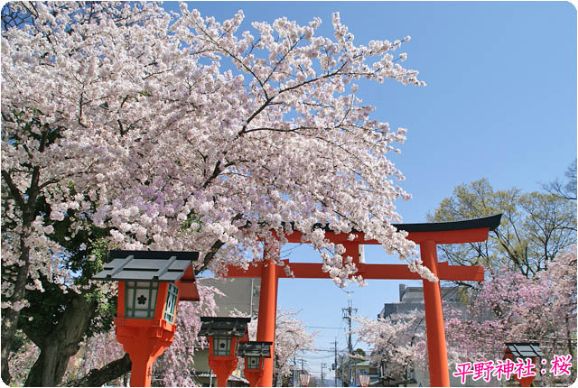 京都の桜平野神社1