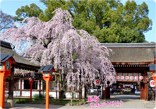京都の桜平野神社3