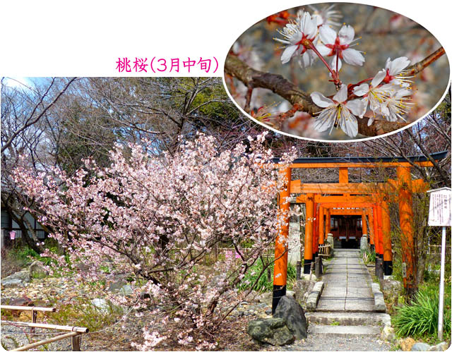 京都の桜平野神社4