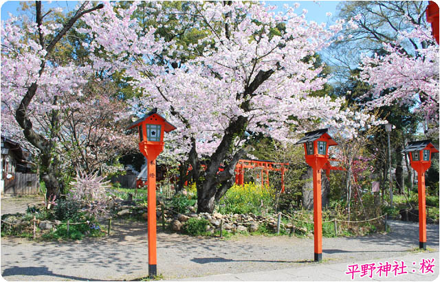 京都の桜平野神社5