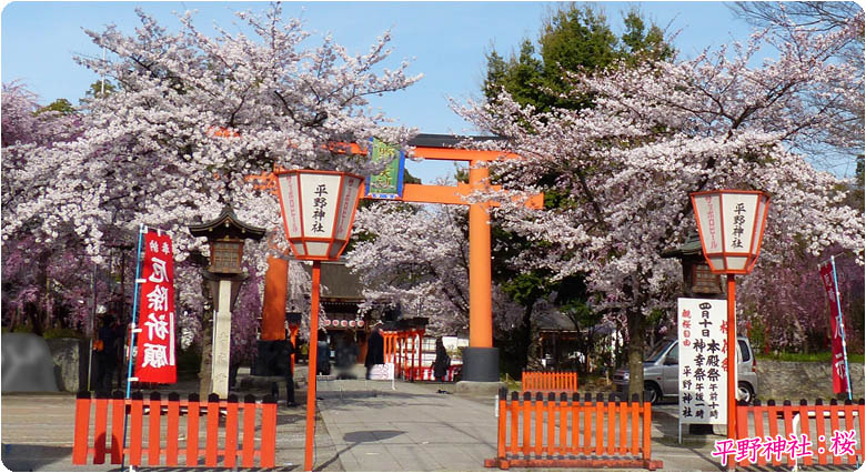 平野神社桜78-1