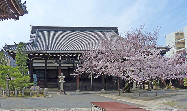 本法寺の桜6