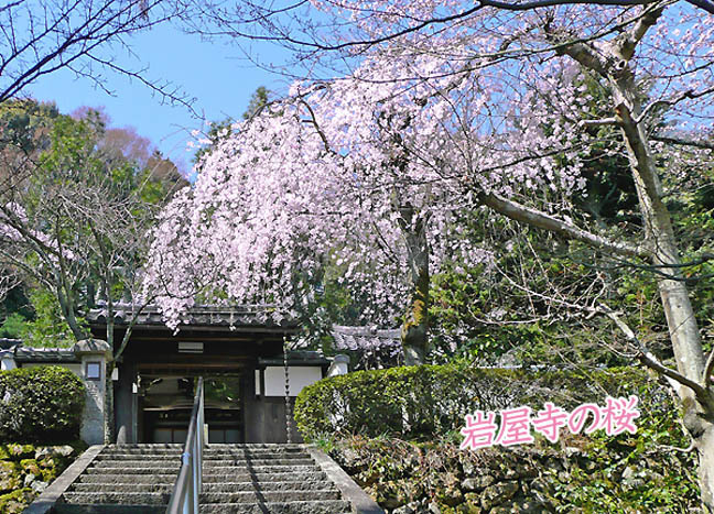 岩屋寺の桜1