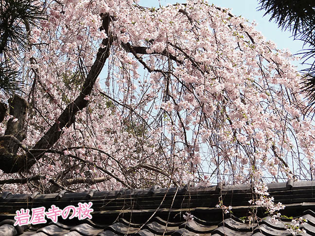 岩屋寺の桜2
