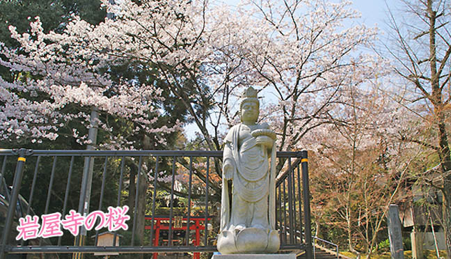 岩屋寺の桜4