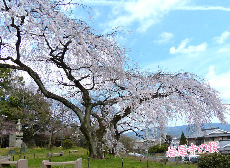 岩屋寺の桜80-1