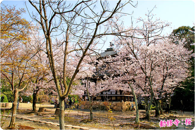 勧修寺の桜2