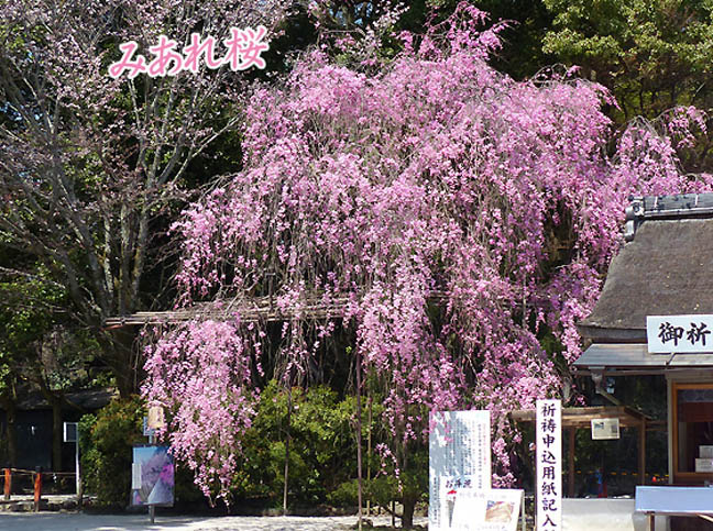 上賀茂神社桜3