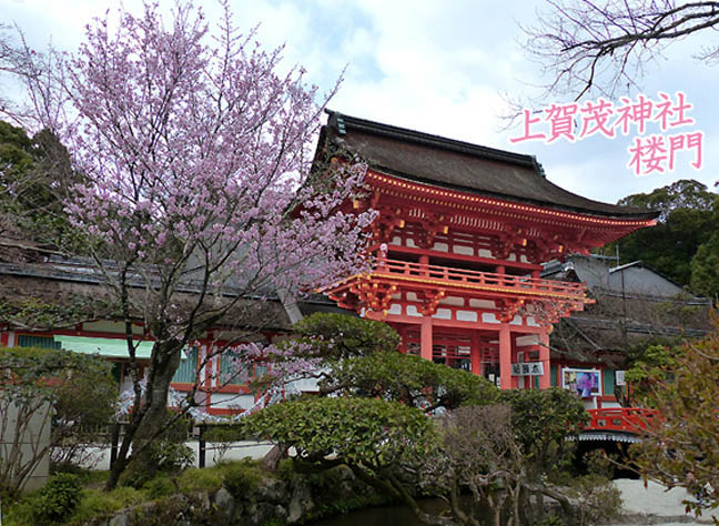 上賀茂神社桜4