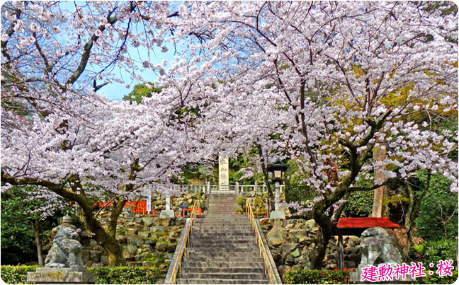 建勲神社の桜1