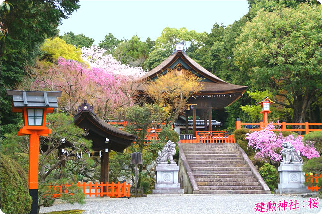 建勲神社の桜2
