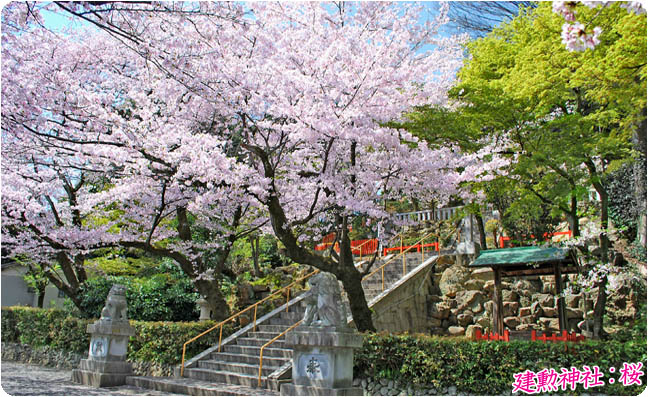建勲神社の桜3