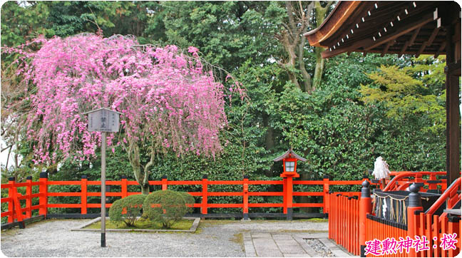 建勲神社の桜5