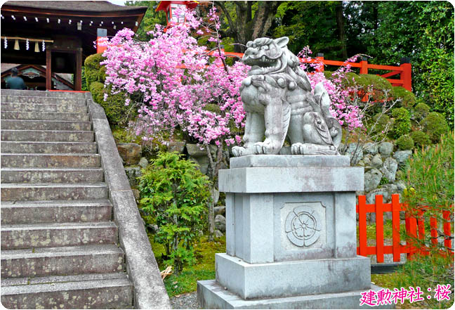 建勲神社の桜6