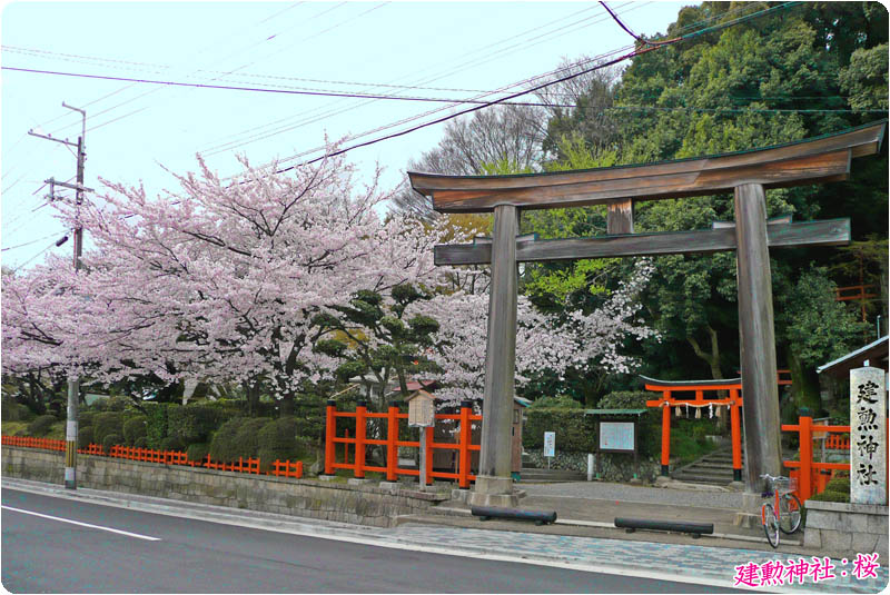 建勲神社の桜80-1