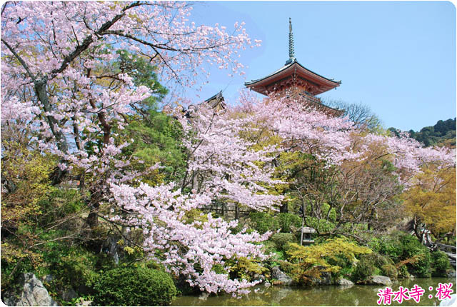 京都の桜清水寺2