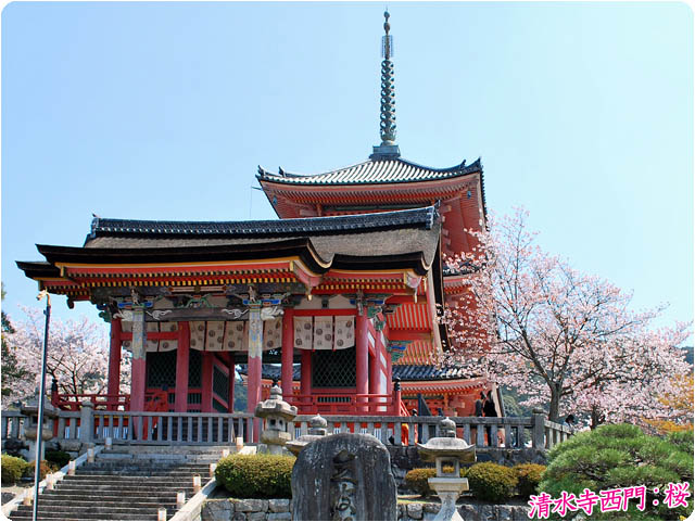 京都の桜清水寺3