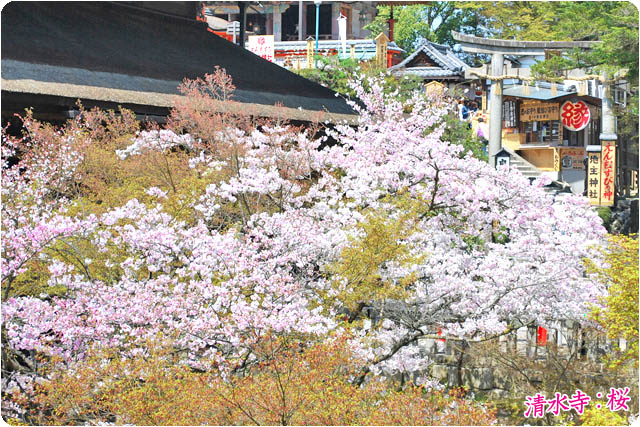 京都の桜清水寺5