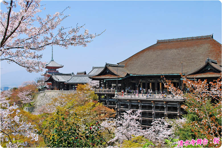 京都の桜清水寺78-1