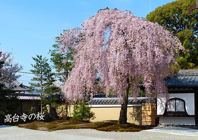 京都の桜高台寺1