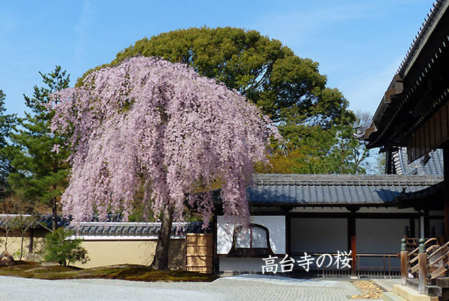 京都の桜高台寺2
