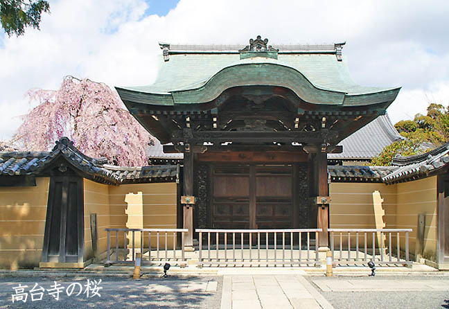 京都の桜高台寺5