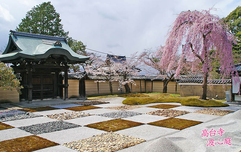 京都の桜高台寺80-1