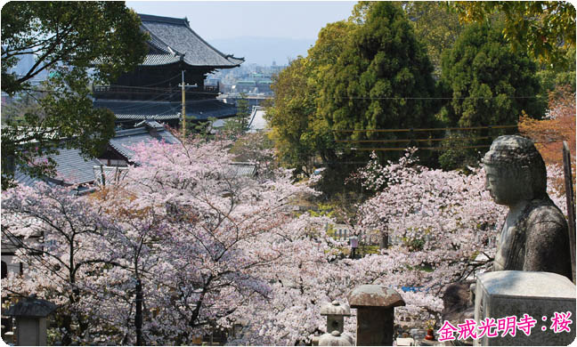 京都の桜黒谷4