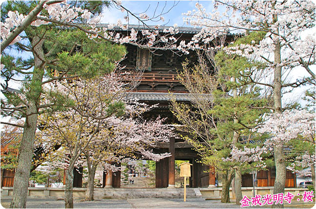京都の桜黒谷5