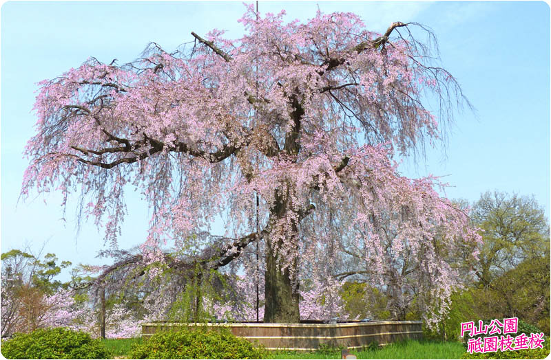円山公園の桜80-1