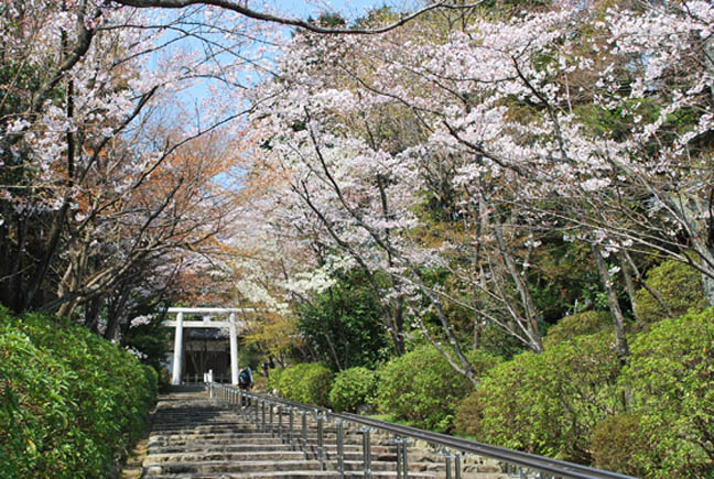宗忠神社の桜3