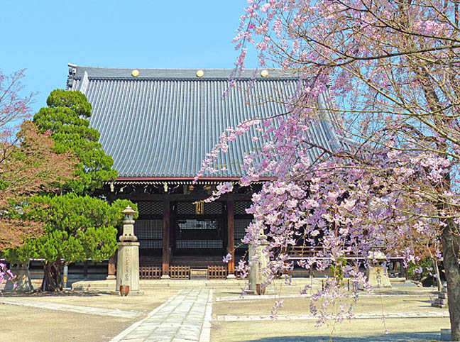 妙顕寺の桜1