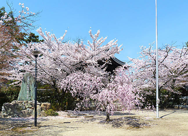 妙顕寺の桜3