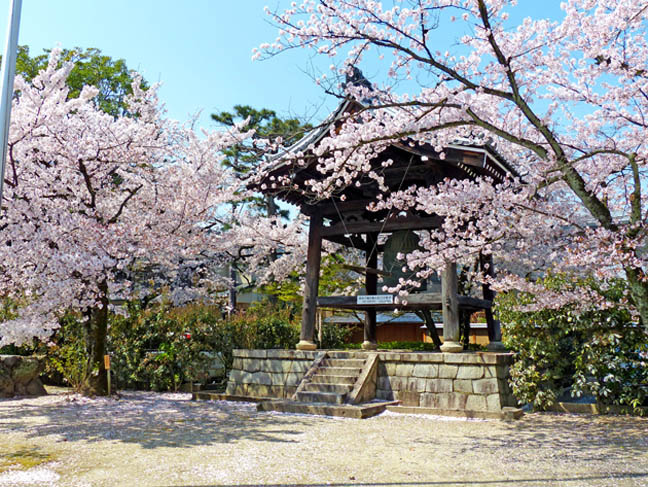 妙顕寺の桜4