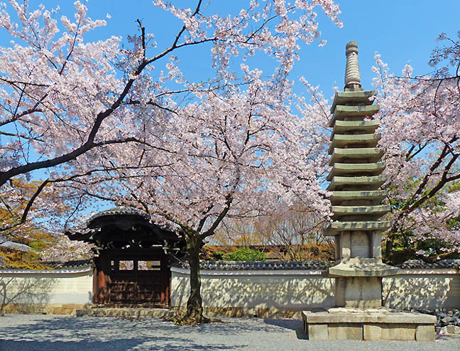 妙顕寺の桜5