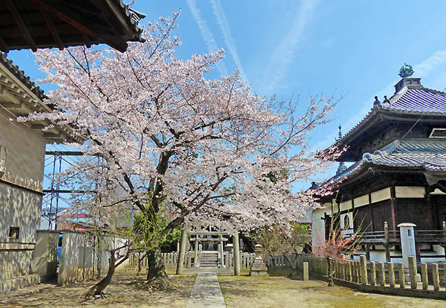 妙顕寺の桜6