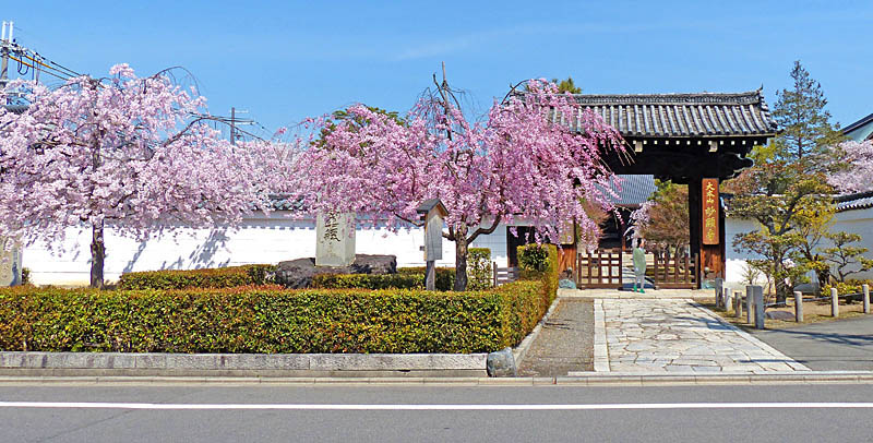 妙顕寺の桜80-1