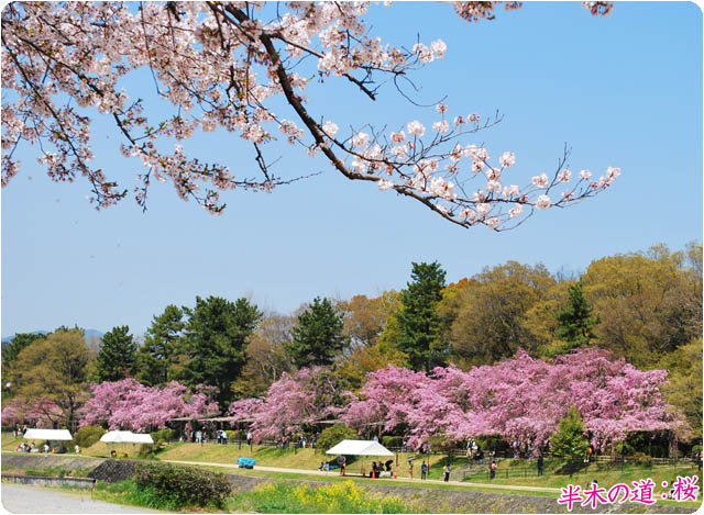 京都の桜半木の道1