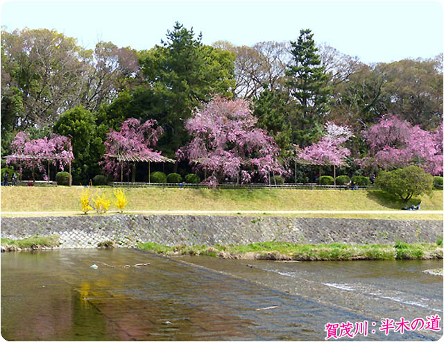 京都の桜半木の道6