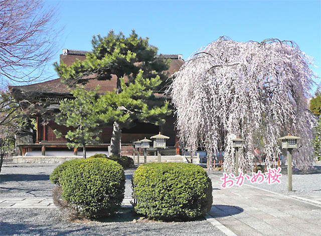 京都の桜おかめ桜2