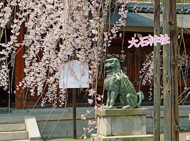 京都の桜大石神社2