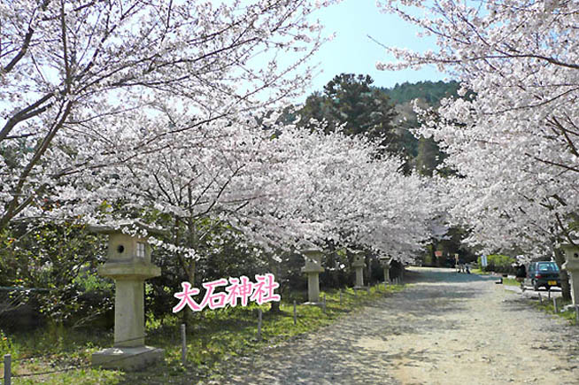 京都の桜大石神社3