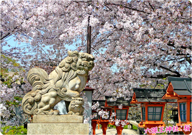 六孫王神社の桜4