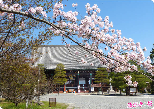 清涼寺の桜2